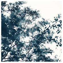 Load image into Gallery viewer, Blue Leaves #1 -  Fine Art Photograph